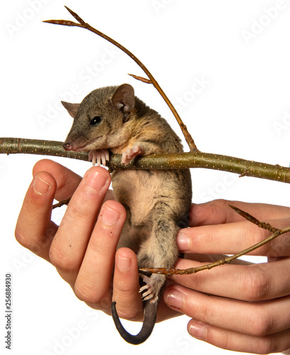 Monodelphis Domestica Gray Short Tailed Opossum Buy This Stock Photo And Explore Similar Images At Adobe Stock Adobe Stock,Desert Rose Plant Succulent