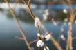 Pussy willow branches on river water background