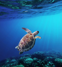 Hawksbill Sea Turtle  Swiming In Underwater