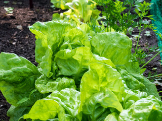 fresh lettuce in the garden