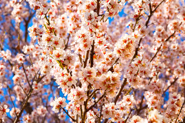  Cherry Blossom trees, Nature and Spring time background.