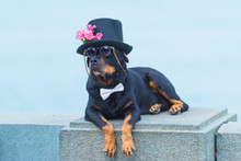 Black Dog Of Breed A Rottweiler. Dog In A Black Hat And Glasses On The Background Of The Sea. Hat Decorated With Pink Flowers. Pet.