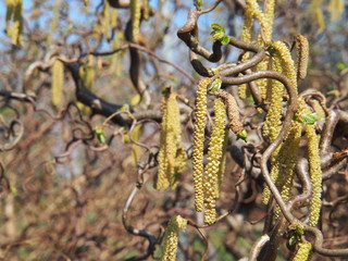 Wall Mural - Corylus avellana 'Contorta' - Corkscrew Hazel in the spring, Poland