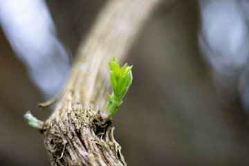 Springtime new leaf growth on tree with shallow depth of field 