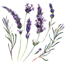 Watercolor Lavender Elements