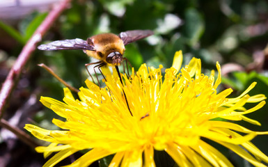 Wall Mural - A dark-edged bee fly (Bomylius major) feeds from a dandelion flower at Wem Moss in Shropshire, England.