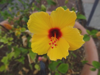 yellow flower