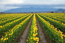 Rows Of Yellow Tulips In Skagit Valley, Washington State