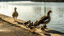 Egyptian Geese And Goslings At The Shore Of Main River