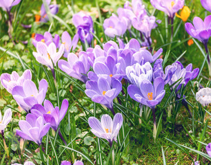 Image of a colorful field of crocuses during spring on a sunny day with blur in the back and foreground