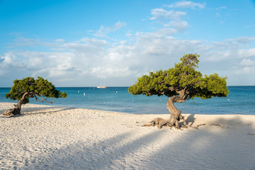 Wall Mural - Divi Divi tree on the island of Aruba. Netherlands Antilles