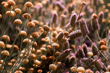 Two species of flowers battle in a garden together, surreal colors