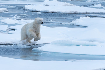 polar bear jumping a gap in the sea ice