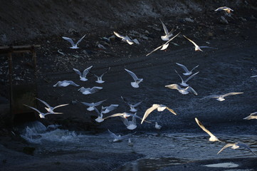 Wall Mural - The birds of the sea