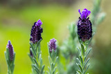 Fototapeta Lawenda - Beautiful lavenders blooming. Lavandula stoechas (French lavender, Spanish lavender, Topped lavender)