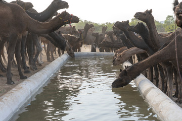Wall Mural - Camels drink water in desert Thar during Pushkar Camel Fair, Rajasthan, India