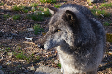 Wall Mural - Wolf head closeup