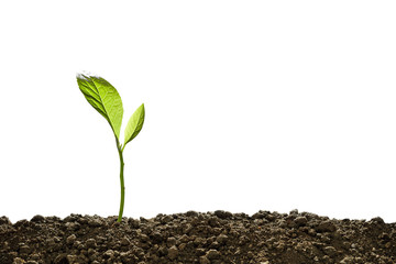 Poster - Green sprout growing out from soil isolated on white background