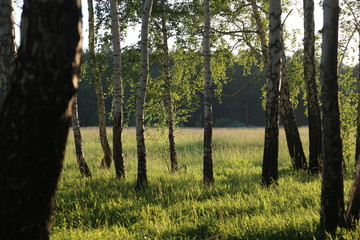 trees in the forest