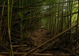 Fototapeta Bambus - Bosque de bamboo
