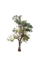 Beautiful tree on a white background Natural concept