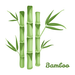  Green bamboo plant isolated on white background. Vector illustration in flat style. Template for packaging design, label, banner, poster.