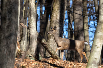 Fototapete - White-tailed deer (Odocoileus virginianus) also knows as Virginia deer - Hind in winter forest.Wild nature scene from Wisconsin