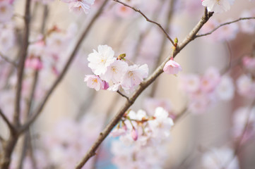 closeup of pink cherry blossom flowers at spring in a japanese garden