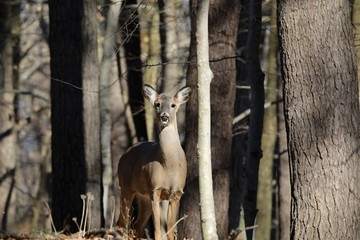 Wall Mural - white-tailed deer (odocoileus virginianus) also knows as virginia deer - hind in winter forest.wild 