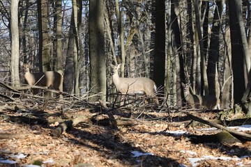 Wall Mural - white-tailed deer (odocoileus virginianus) also knows as virginia deer - hind in winter forest.wild 