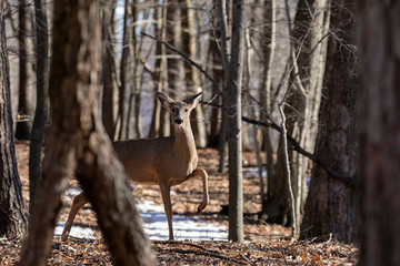 Wall Mural - white-tailed deer (odocoileus virginianus) also knows as virginia deer - hind in winter forest.wild 