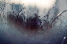 Dark Abstract Blurred Background With Branches Of Plants, Whose Branches Partially Hidden By The Mist