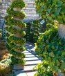 A closeup of a pruned green vine spiralling up a grey concrete pilar, with similar pillars in the distance.