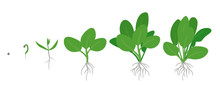Crop Stages Of Spinach. Growing Spinach Plant. Green Leafy Vegetable Growth. Spinacia Oleracea. Vector Flat Illustration.
