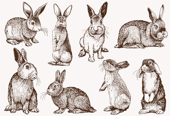 graphical vintage set of bunnies ,vector retro illustration.
