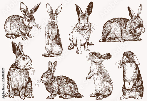 Cuadros en Lienzo Graphical vintage set of bunnies ,vector retro illustration.