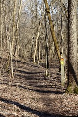 A winding narrow trail in the forest on a sunny day.