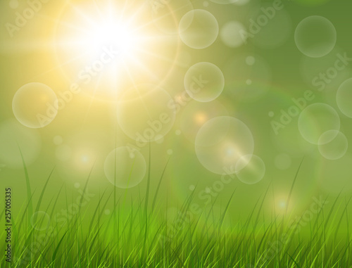 Green nature background, sunny with grass as spring vector background.