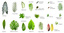 Set Of Different Tropical Leaves On White Background
