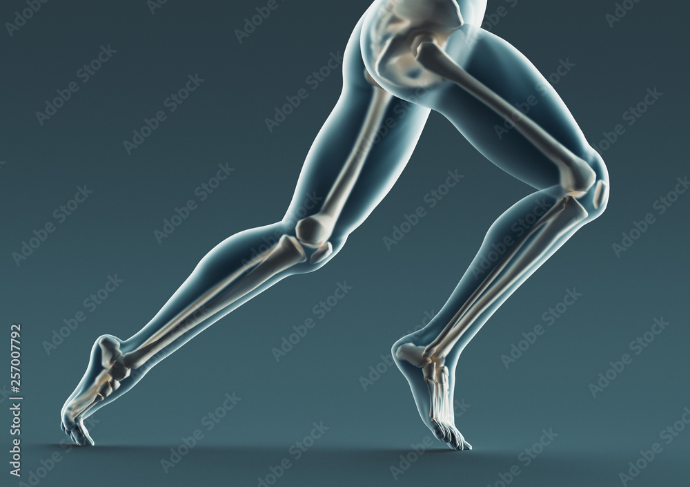 Human legs and bones, x ray, 3d rendering - obrazy, fototapety, plakaty 