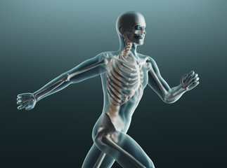 Human body and bones, x ray, 3d rendering