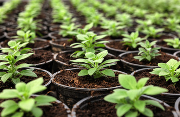 Wall Mural - Many fresh green seedlings growing in pots with soil, closeup