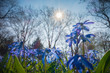 blue scilla in the spring sunbeam