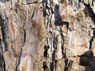 Texture of pine bark closeup in March in daylight