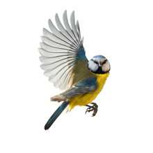 Blaumeise Singvogel Im Flug, Freigestellt