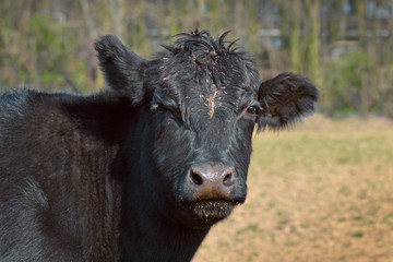 Wall Mural - Close up of a black Aberdeen Angus cattle animal head