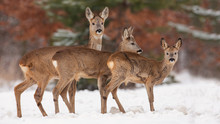 Roe Deer, Capreolus Capreolus, Herd In Deep Snow In Winter. Group Of Wild Animal In Freezing Environment. Cold Wildlife Scenery.