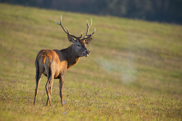 Wall Mural - red deer, cervus elaphus, stag in rut breathing steam. wild animal in natural environment. cold sunn