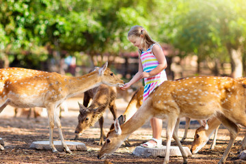 Wall Mural - Child feeding wild deer at zoo. Kids feed animals.