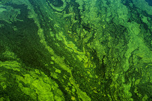 Green Algae On The Surface Of The Water. Flowering Water As Background Or Texture
